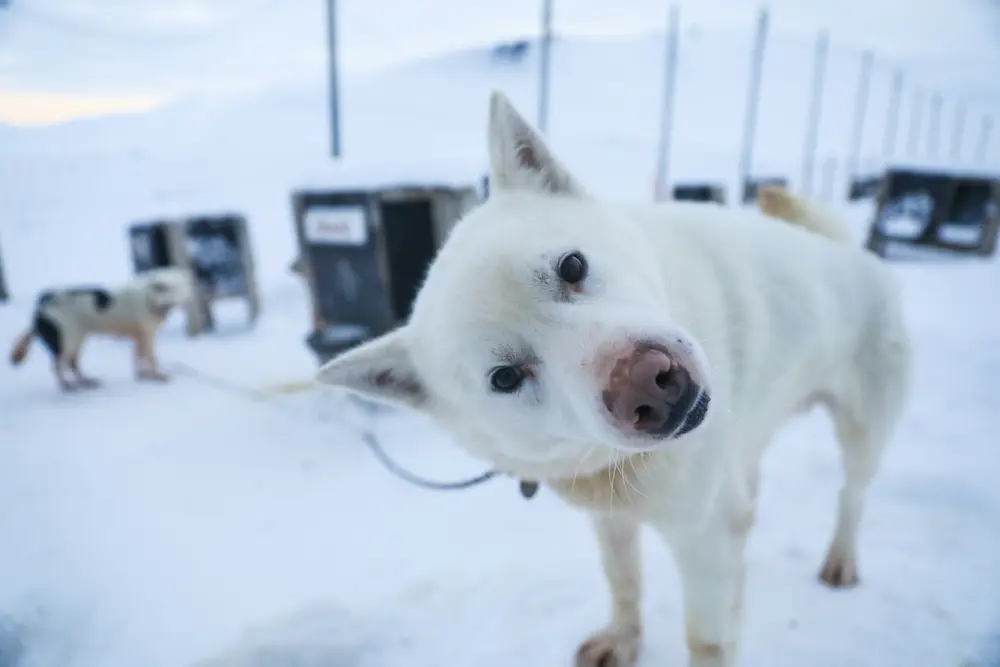 犬そりスライド１